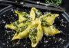 Shell-Pasta mit Spinat-Ricotta